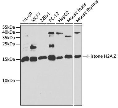 Anti-Histone H2A.Z Antibody [KO Validated] (CAB6614)