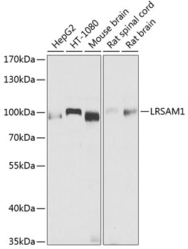 Anti-LRSAM1 Polyclonal Antibody (CAB9885)