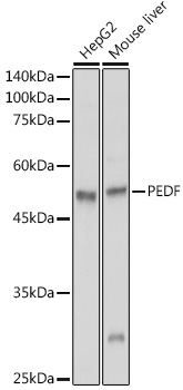 Anti-PEDF Antibody (CAB1673)