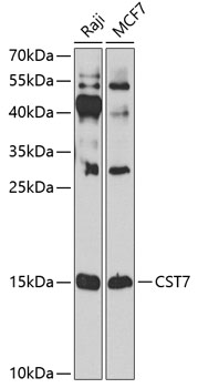 Anti-Cystatin-F Polyclonal Antibody (CAB8164)