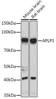 Anti-APLP1 Antibody (CAB6870)