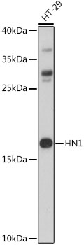 Anti-HN1 Antibody (CAB16123)