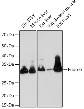 Anti-Endo G Antibody (CAB8801)