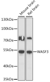 Anti-WASF3 Antibody (CAB16274)