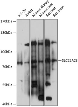 Anti-SLC22A23 Antibody (CAB14419)