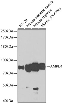 Anti-AMPD1 Antibody (CAB7876)