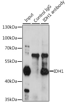 Anti-IDH1 Antibody [KO Validated] (CAB13245)