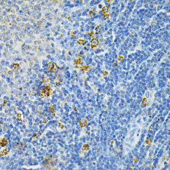 Anti-GLRX Antibody (CAB5315)