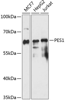 Anti-PES1 Antibody (CAB14506)