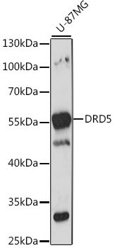 Anti-DRD5 Antibody (CAB15662)