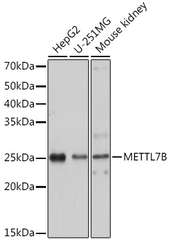 Anti-METTL7B Antibody (CAB7200)