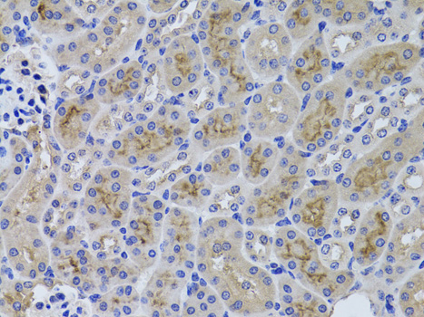 Anti-GGT1 Antibody (CAB1776)