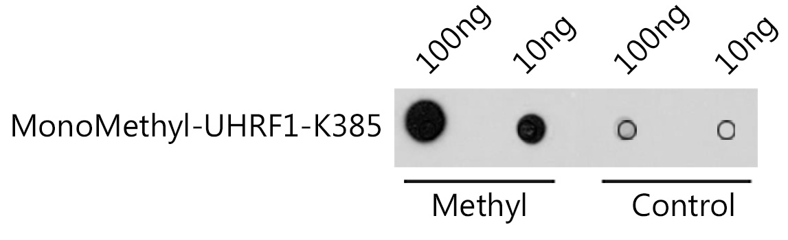 Anti-MonoMethyl-UHRF1-K385 Antibody (CAB16008)