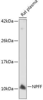 Anti-NPFF Antibody (CAB7020)