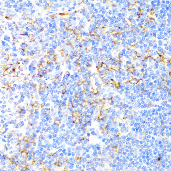 Anti-ITGAX Antibody (CAB1508)