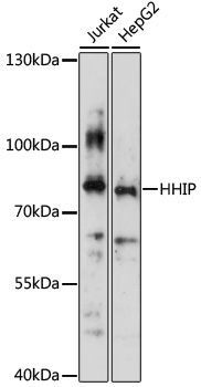 Anti-HHIP Antibody (CAB3260)