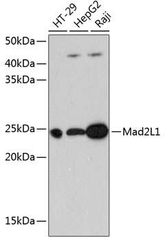 Anti-Mad2L1 Antibody