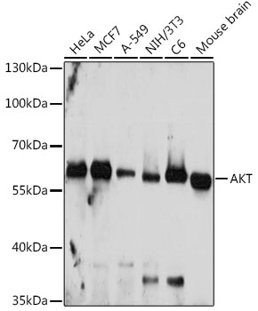 Anti-Pan-AKT Antibody (CAB18120)