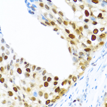 Anti-KHDRBS2 Antibody (CAB6102)