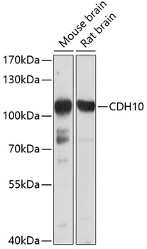 Anti-CDH10 Antibody (CAB10204)