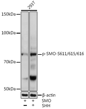 Anti-Phospho-SMO-S611/615/616 Antibody (CABP0940)