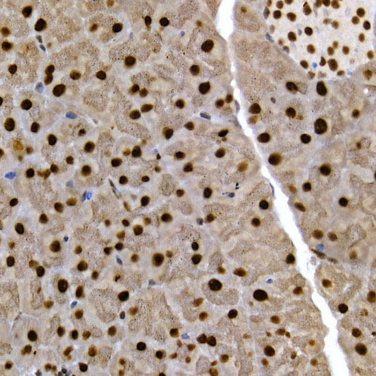 Immunohistochemistry of paraffin-embedded mouse pancreas using SCAF4 Rabbit pAb at dilution of 1:50 (40x lens). Perform high pressure antigen retrieval with 10 mM citrate buffer pH 6. 0 before commencing with IHC staining protocol.