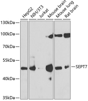 Anti-SEPT7 Antibody (CAB6883)