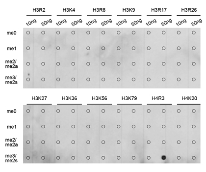 Anti-Symmetric DiMethyl-Histone H4-R3 Antibody (CAB3159)