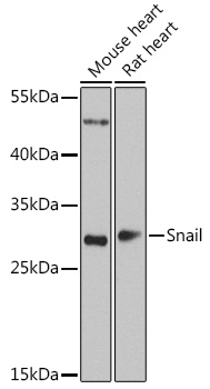 Anti-Snail Antibody (CAB5544)