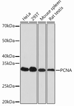 Anti-PCNA Antibody