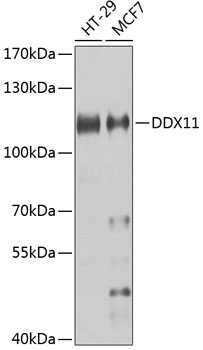 Anti-DDX11 Antibody (CAB7666)