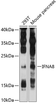 Anti-IFNA8 Antibody (CAB12747)