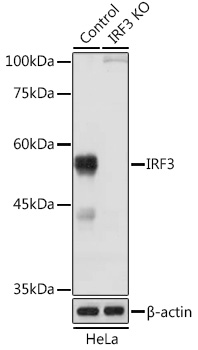 Anti-IRF3 Antibody [KO Validated] (CAB0816)