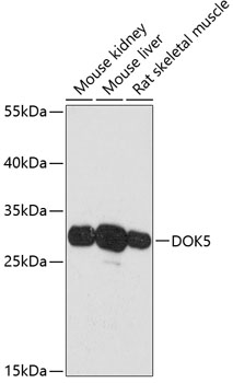 Anti-DOK5 Antibody (CAB13726)