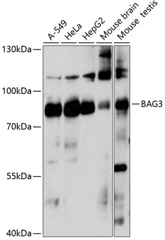 Anti-BAG3 Antibody (CAB14826)