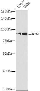 Anti-BRAF Antibody (CAB2988)