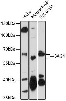 Anti-BAG4 Antibody (CAB17053)