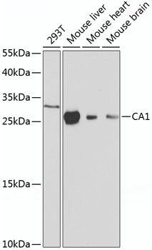 Anti-CA1 Antibody (CAB1031)