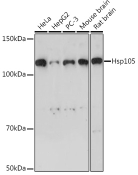 Anti-Hsp105 Antibody (CAB4687)