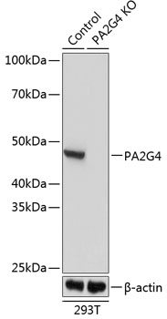 Anti-PA2G4 Antibody [KO Validated] (CAB19972)