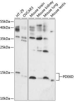 Anti-PDE6D Antibody (CAB14762)