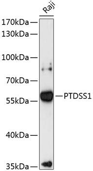 Anti-PTDSS1 Antibody (CAB13065)