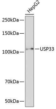 Anti-USP33 Antibody (CAB16187)