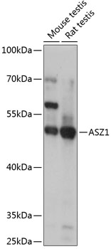 Anti-ASZ1 Antibody (CAB14447)