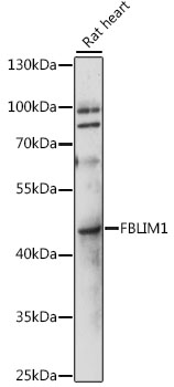 Anti-FBLIM1 Antibody (CAB15850)