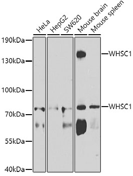 Anti-WHSC1 Antibody (CAB7938)