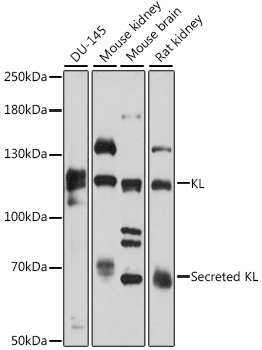 Anti-KL Antibody (CAB12028)