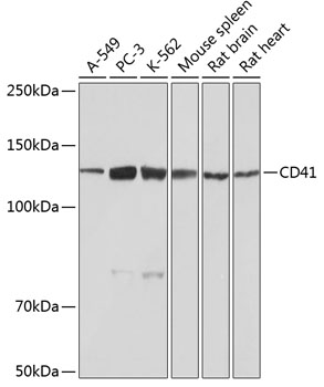 Anti-CD41 Antibody