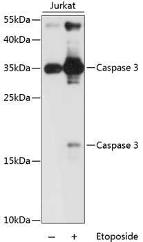 Anti-Caspase-3 Antibody [KO Validated] (CAB2156)