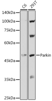 Anti-Parkin Antibody (CAB11172)